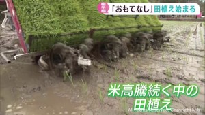 極早稲おもてなしの田植え始まる　宮城・涌谷町　備蓄米放出の効果は