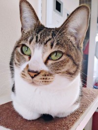 5歳を迎えたティダさん（画像提供：むうむうとネコさん）