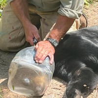プラスチックのボトルが挟まったクマ、無事に解放