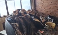 家主の飼い主はアニマルホーダーか。世話ができないのに猫を集めてきたという（本田さん提供、Xよりキャプチャ撮影）