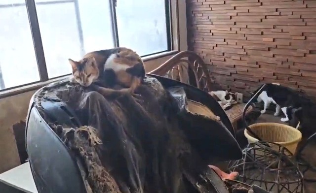 家主の飼い主はアニマルホーダーか。世話ができないのに猫を集めてきたという（本田さん提供、Xよりキャプチャ撮影）