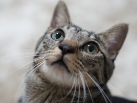 若い猫はヒョウのように跳び、老猫は…　運動に新しいオモチャ