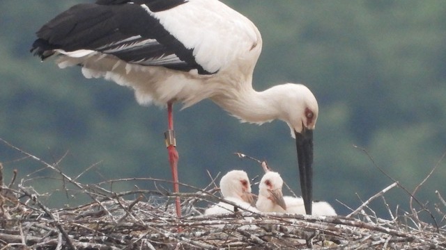 コウノトリのひな2羽が元気に育つ　香川・まんのう町