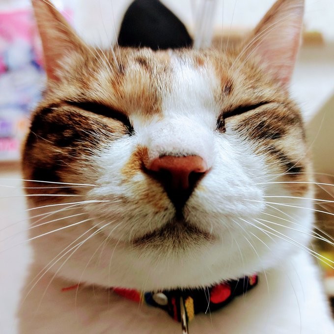 ゴミ捨て場で保護した子猫、福々しい猫さんに成長 「幸せそうなお顔し