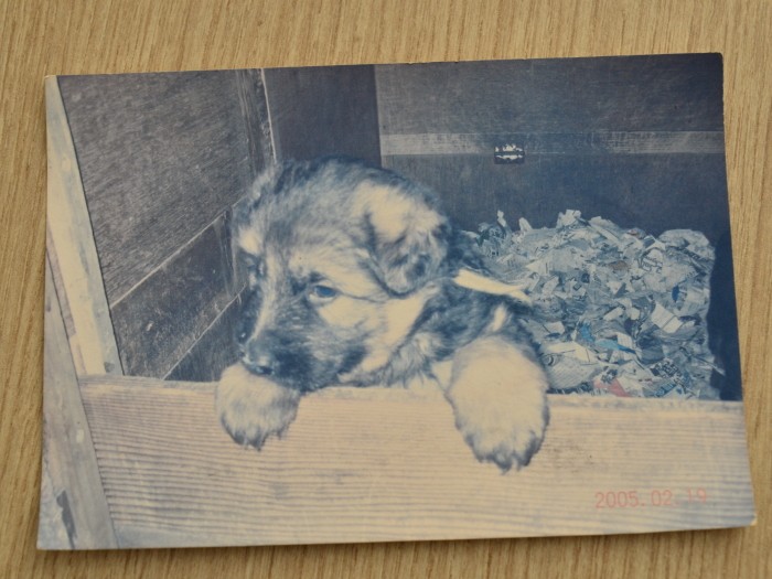 あどけない、子犬のころの番長