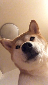 12月25日、2:20AMのももちゃん（画像提供：柴犬ももさん）