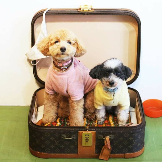 茶々丸（左）はあっという間に大きくなったが、蘭丸は「僕が兄貴さ！」