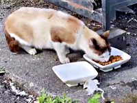 痩せ細っていたりぶちゃん。ご飯を夢中で食べました（画像提供：べじたりあん。さん）