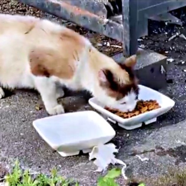 痩せ細っていたりぶちゃん。ご飯を夢中で食べました（画像提供：べじたりあん。さん）