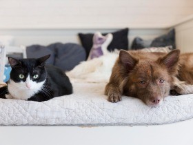 ベテラン飼い主さんも納得！抗菌作用が１週間続く抗菌化スプレー