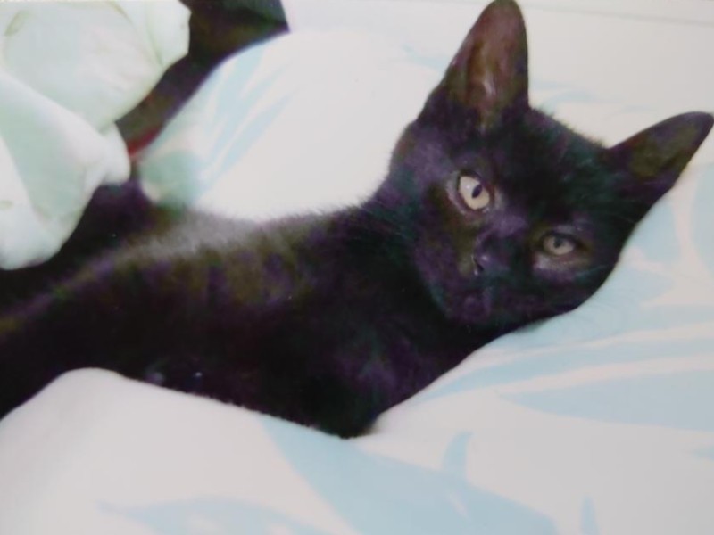 家にきたころの「舞茸」