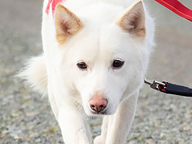 半野犬の状態で保護されたワンコ、ママ