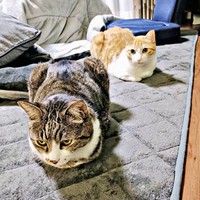 弟猫のチョロすけくん（後ろ）とはちょっぴり距離をとっているまめたろくん（手前）（画像提供：まめたろさん）