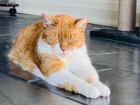 ２年半の外暮らしの末、７回目の捕獲でやっと保護　ひなたぼっこ中の茶トラ猫「TC」