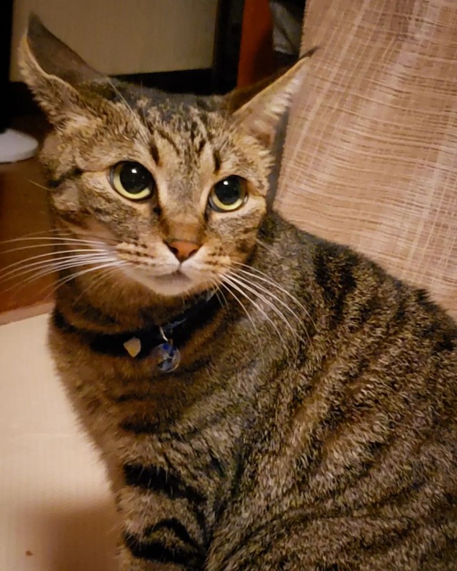 パパを見つめるみりちゃん