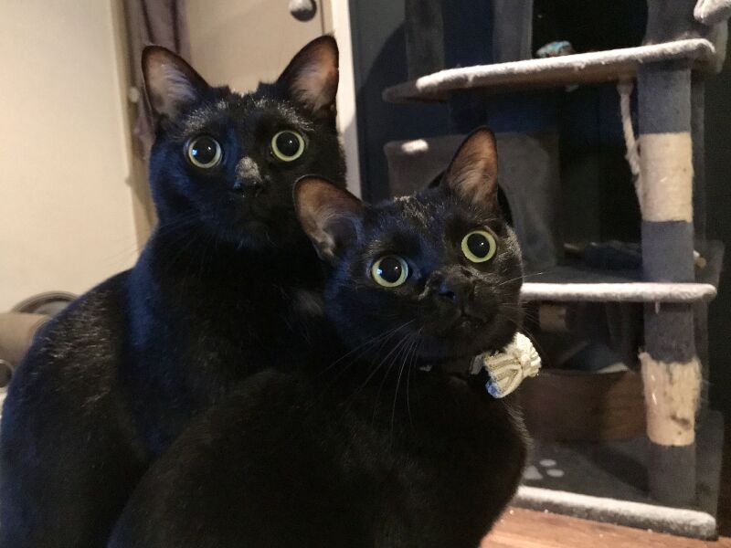 カイザ（左）とノイアー「よく見ると違うけど似ている？」カイザを迎えた翌年、ノイアーを迎えた。仲良し黒猫カップル（典佳さん提供）