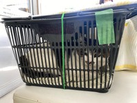 ケンジのキャリーケースがスーパーのカゴ！