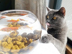 この生きものはニャンですか？ぺろり…　金魚と初対面したシャルトリュー「ルイス」