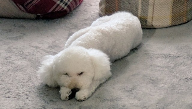 構ってもらえなくて拗ねている小夏くん（提供：イヌカワさん）