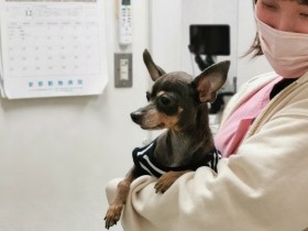 「マル」二度目の白内障手術　進歩する獣医療とそこにある思い