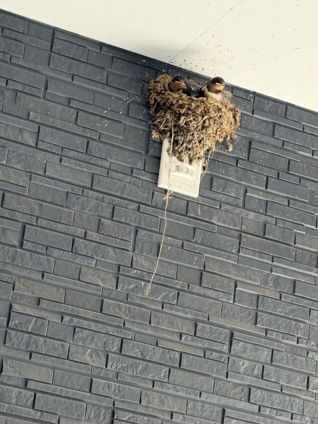 センサーライトにぴったりくっついて作られたツバメの巣／佐藤誠さん（@makoto.satou.7505）提供