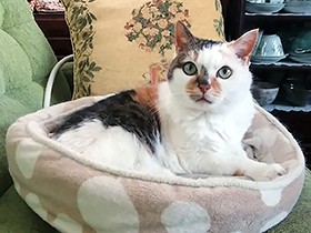 ２０歳を越えてるとは思えない美貌でしょ？ 保護猫のチェリ