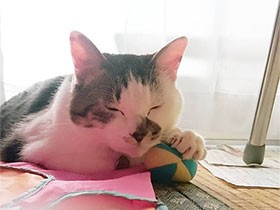 窓際で遊んでたら寝落ちしちゃった　保護猫の「ゆずちゃん」