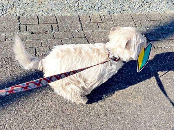 「初心者マーク」をくわえて走り出すタオくん（画像提供：もちもちたおちさん）