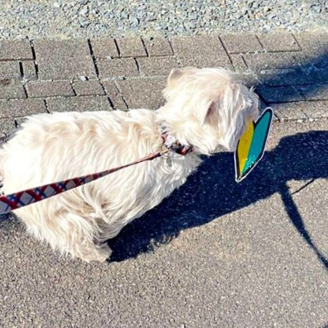 「初心者マーク」をくわえて走り出すタオくん（画像提供：もちもちたおちさん）