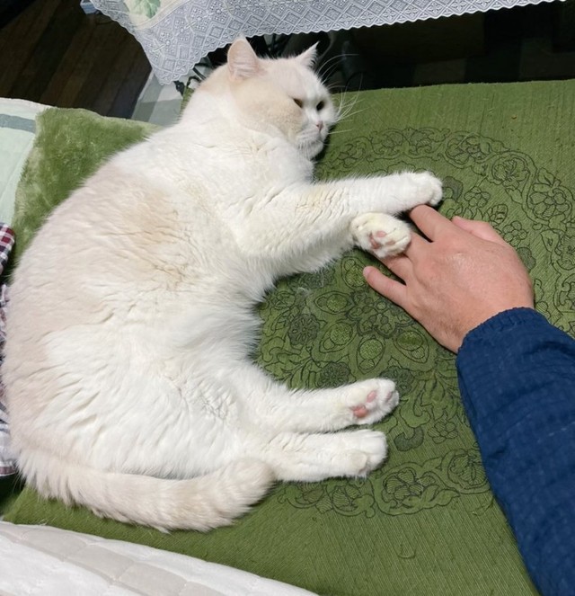 ふじまるくんとお父さんは「心の友」（ふじまる＠ぬいぐるみさん提供）