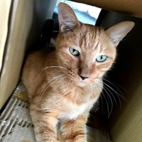 先代猫のチャイちゃん。トラきちちゃんによく似ています（画像提供：トラきち＠シスねこさん）