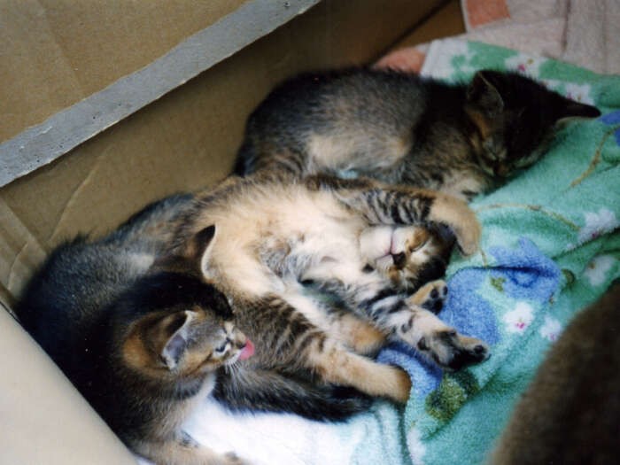 すくすく育った子猫たち。目が開き、足腰がしっかりしはじめるととたんに行動範囲が広くなって、目が離せません