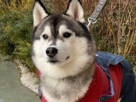 クリスマスの家族旅行は最高だったな！　元保護犬のシベリアンハスキー「バロン」