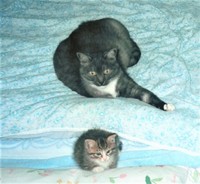 にゃこさんと子猫のウッキーちゃん。にゃこさんの眼差しが温かです