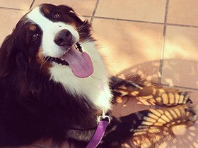 端正な顔立ちのバーニーズ「セラ」、ドッグランで走るのが好き