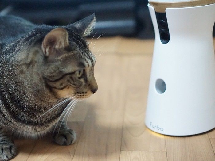 「もっとくださーい」（たくさんあげたいけど、ここは飼い主がぐっと我慢）