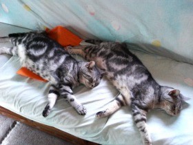 大家族ワンニャンハウス　犬猫５匹のボスは女子に甘い猫アーサー