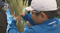 しめ縄作りを体験する児童　吉原小学校　善通寺市吉原町