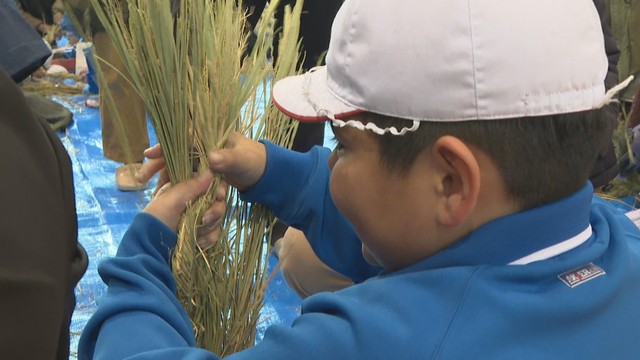 小学生が稲わらを使った「しめ縄」作りを体験　香川・善通寺市