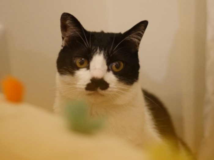 「これからは私が皆を支えたいな、なんてね」　（庄辛琪　撮影）