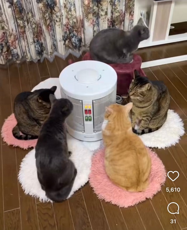 ある日も猫たちがストーブの周りに集まってきました（midoriさんInstagramよりスクリーンショット）