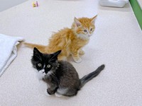 愛護センター時代、ぐりくん（奥）とぐらくん（画像提供：runlo-nさん）