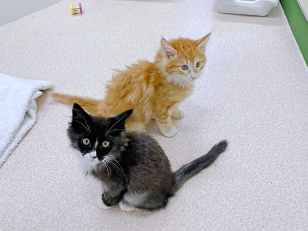 愛護センター時代、ぐりくん（奥）とぐらくん（画像提供：runlo-nさん）