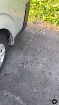 車外もカメムシだらけ…（山照らさないさん提供）