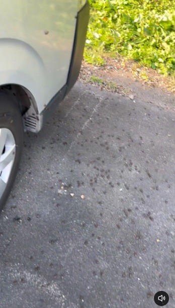 車外もカメムシだらけ…（山照らさないさん提供）