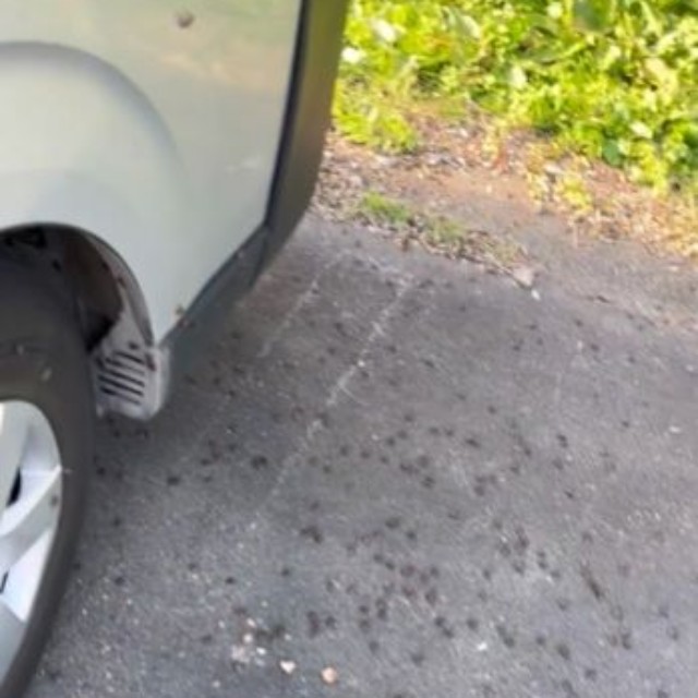 車外もカメムシだらけ…（山照らさないさん提供）