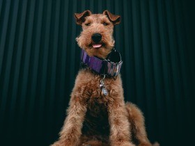 よく寝言をいうウェルシュテリア「レフ」　たまに夜中に起こされちゃうことも？！