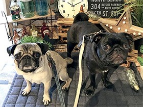 タイプは違えど外では一致団結　パグの「梅」と「花」