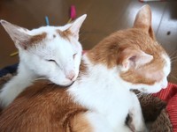 チロル君とペコ君はとっても仲良し