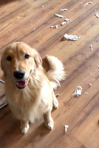 やっちゃったわんねー(阿部さん提供、Instagramよりキャプチャ撮影)